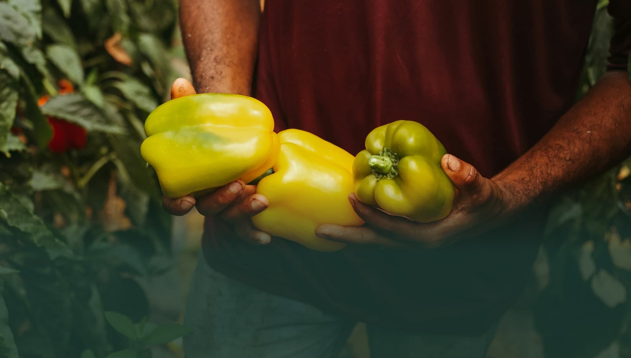 Freshly picked bell peppers held by a local producer