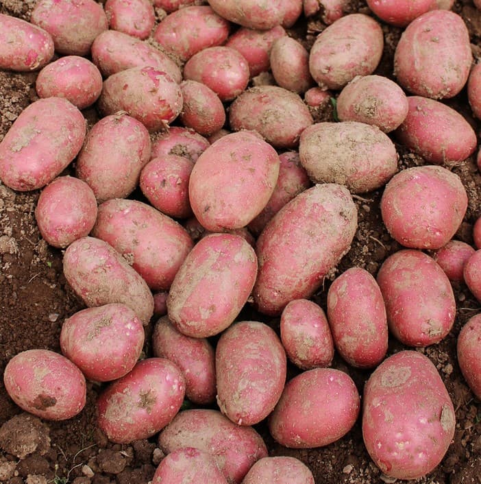 Alouette Potatoes - 500g