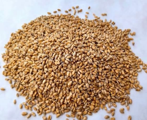 Whole Wheat Grain Bulk